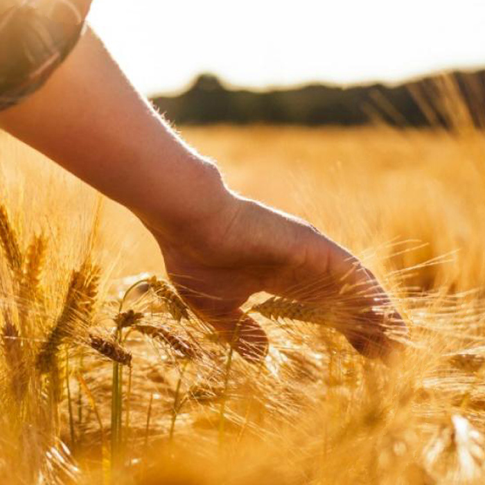 Imprenditore Agricolo Professionale (150 ore)